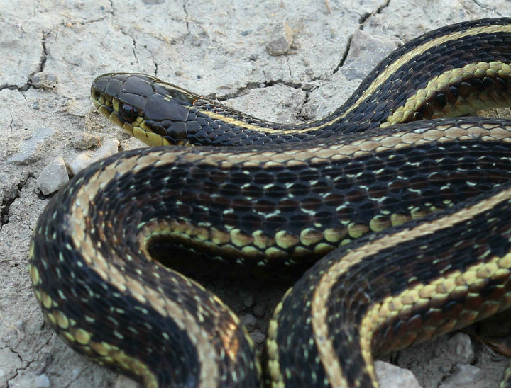 Butler's Garter Snake